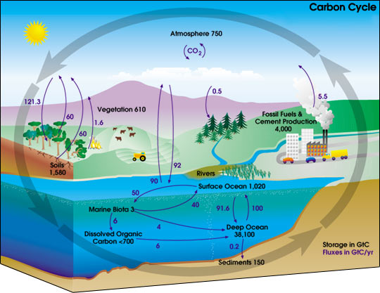Soubor:Carbon cycle-cute diagram.jpeg