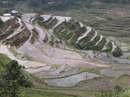 Vlhké rýžové terasy, severní Luzon na Filipínách