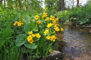 Blatouchy bahenní.jpg