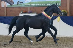 Bailando ShA - IMG 1337 (c) Waiditschka-600px.jpg